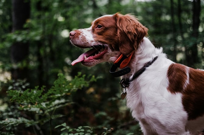 Our Ultimate Guide to a Pet-Friendly Vacation in Traverse City