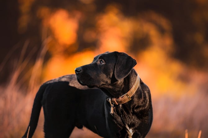 Traverse City with Pets: Top Ways to Enjoy Fall with Your Furry Friend