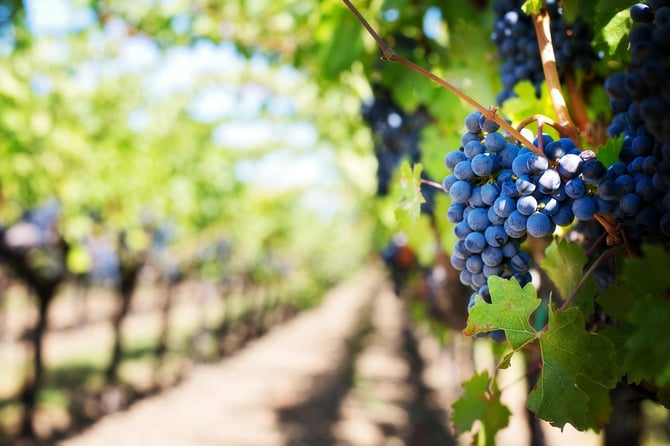 Summer Activities to Experience in Traverse City