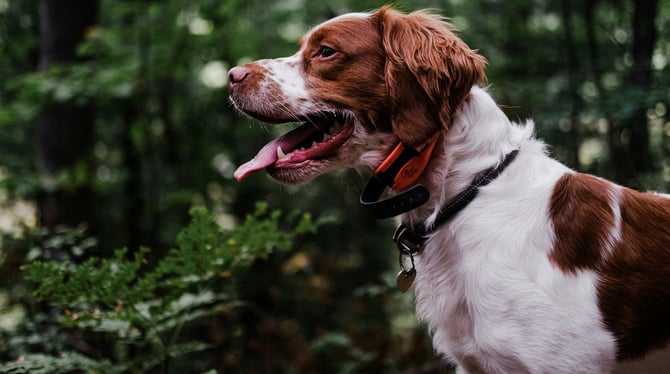 Our Ultimate Guide to a Pet-Friendly Vacation in Traverse City