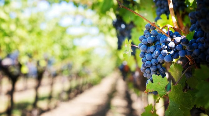 Summer Activities to Experience in Traverse City